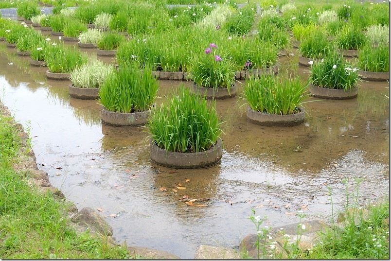 みやこ町豊津花菖蒲公園の開花状況（サブ側）｜6月下旬