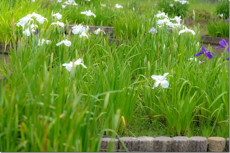みやこ町豊津花菖蒲公園の開花状況（サブ側）｜6月下旬