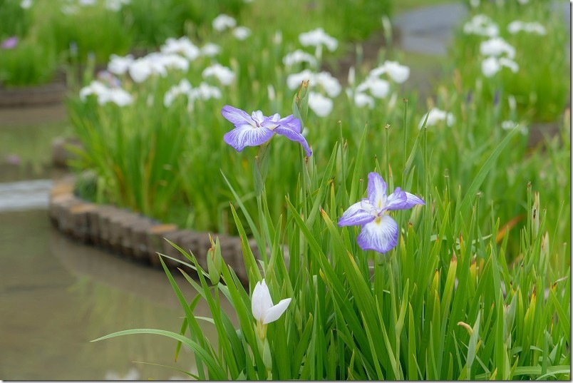 みやこ町豊津花菖蒲公園の開花状況（サブ側）｜6月下旬