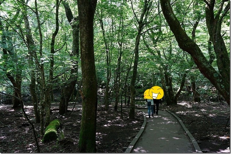 男池湧水の遊歩道|クヌギ、ケヤキ、ブナ、ミズナラ、カエデなどの広葉樹の原生林の中を歩く 男池湧水の遊歩道|クヌギ、ケヤキ、ブナ、ミズナラ、カエデなどの広葉樹の原生林の中を歩く