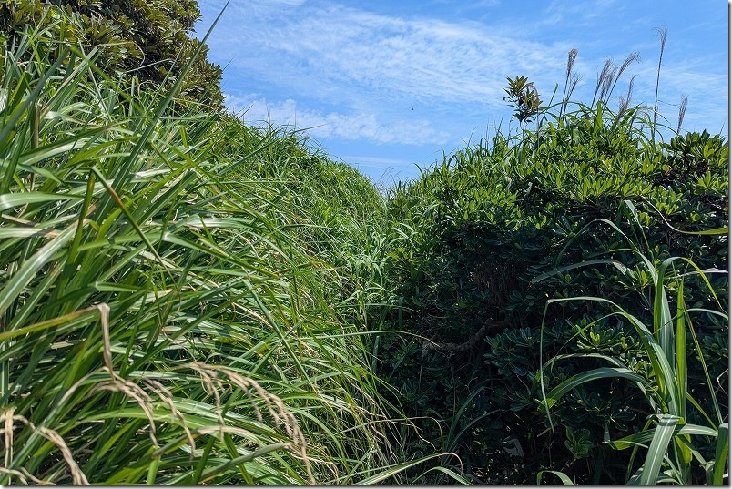 柄杓粒の柱状節理・御手洗防波堤への道｜草むらを抜ける