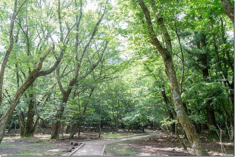 男池湧水の遊歩道|クヌギ、ケヤキ、ブナ、ミズナラ、カエデなどの広葉樹の原生林の中を歩く 男池湧水の遊歩道|クヌギ、ケヤキ、ブナ、ミズナラ、カエデなどの広葉樹の原生林の中を歩く