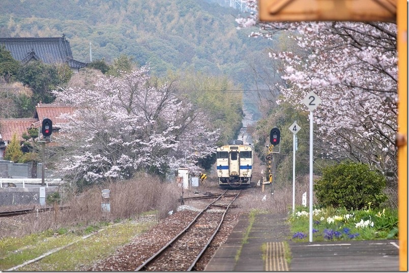 日田彦山線・採銅所駅の桜模様|4月訪問時 日田彦山線・採銅所駅の桜模様|4月訪問時
