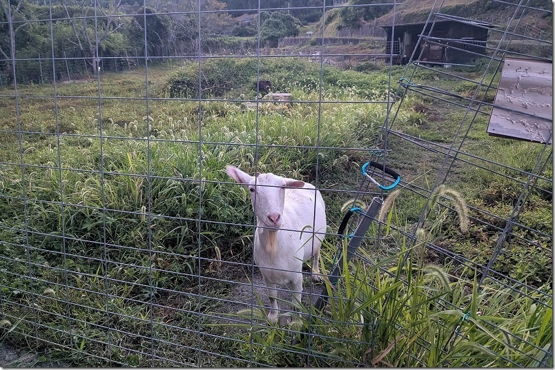 台湾料理と温泉 鶴川温泉の近くに居たヤギ 台湾料理と温泉 鶴川温泉の近くに居たヤギ