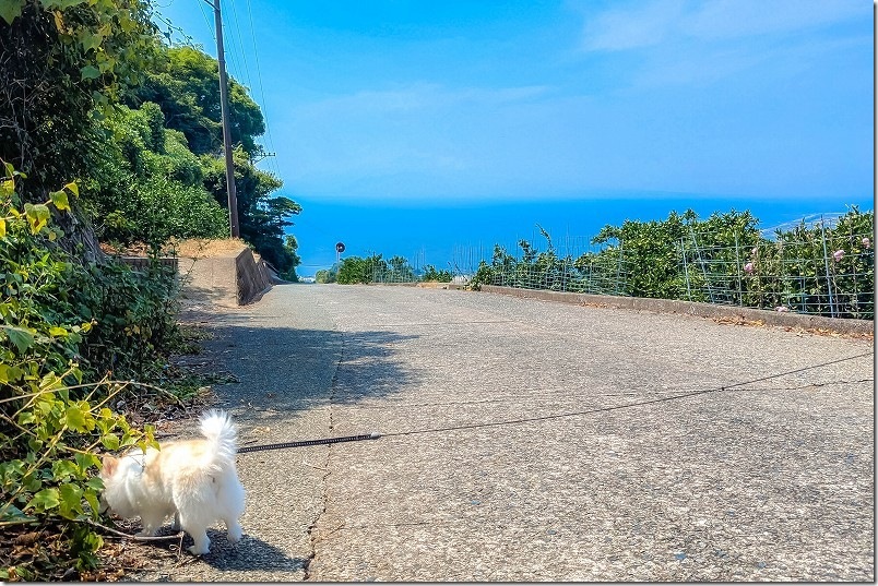犬連れで熊本市西区河内町のみかん畑を散策｜ベロニカ近く