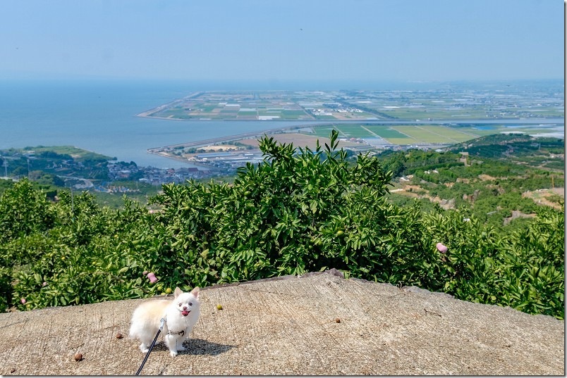海とみかん畑の絶景を犬と散歩｜熊本市西区河内町