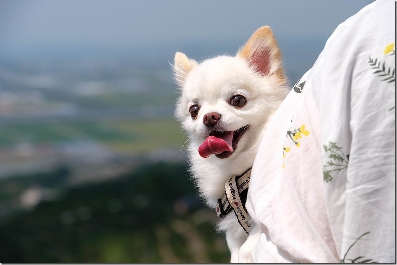 海とみかん畑の絶景を犬と散歩｜幸せそうな犬・チワワ（こむぎ）
