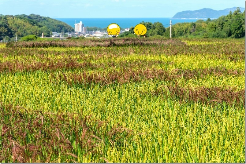 田んぼの向こうには海も見渡す|糸島市二丈・赤米田んぼアート 田んぼの向こうには海も見渡す|糸島市二丈・赤米田んぼアート