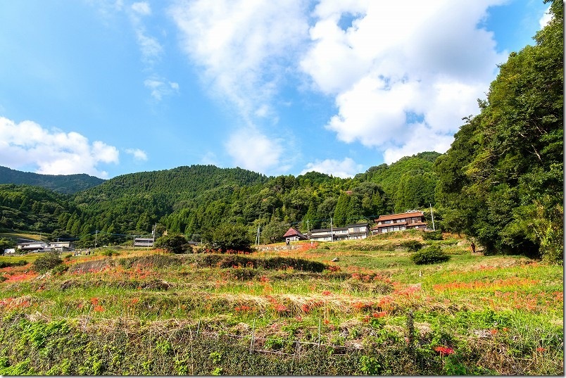 佐賀県小城市にある江里山の棚田の彼岸花｜9月下旬