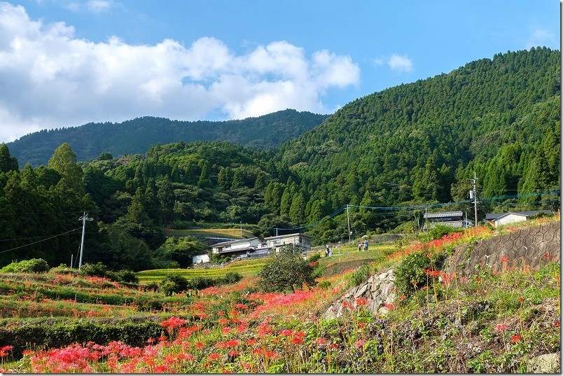 江里山の棚田の彼岸花を見つつ散策