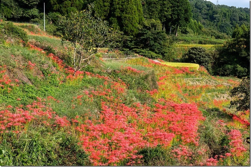 佐賀県小城市・江里山の棚田｜棚田に咲く彼岸花