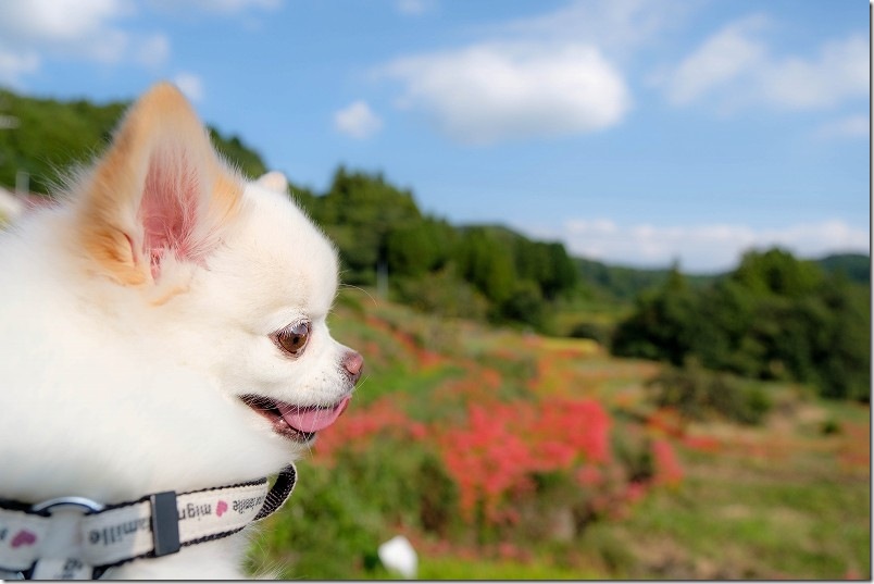 犬と散策（毒には注意を）｜江里山の棚田