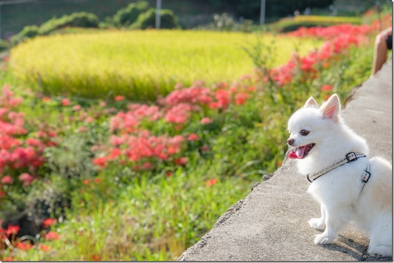 犬と散策｜江里山の棚田