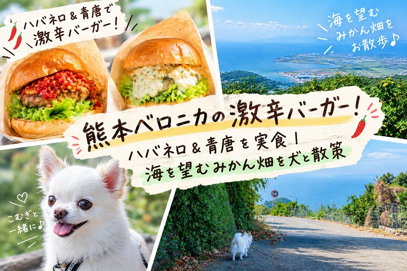 熊本ベロニカの激辛バーガー！ハバネロ＆青唐を実食｜海を望むみかん畑を犬と散策