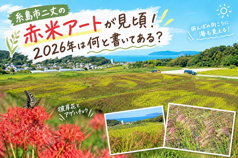糸島市二丈の赤米アートが見頃！2026年は何と書いてある？