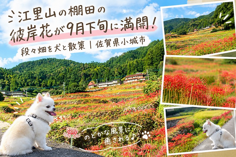 江里山の棚田の彼岸花が9月下旬に満開！段々畑を犬と散策｜佐賀県小城市