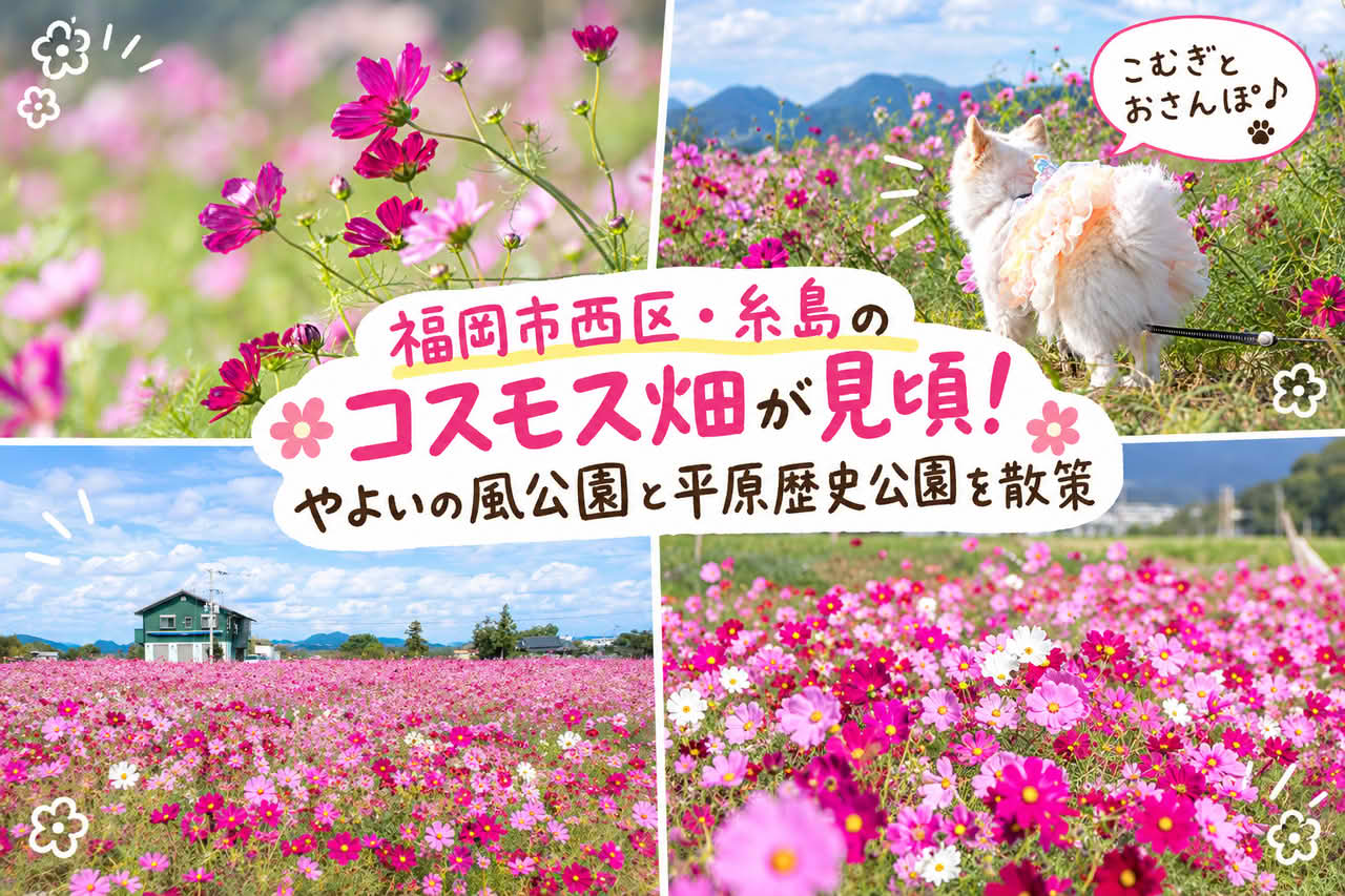 福岡市西区・糸島のコスモス畑が見頃！やよいの風公園と平原歴史公園を散策
