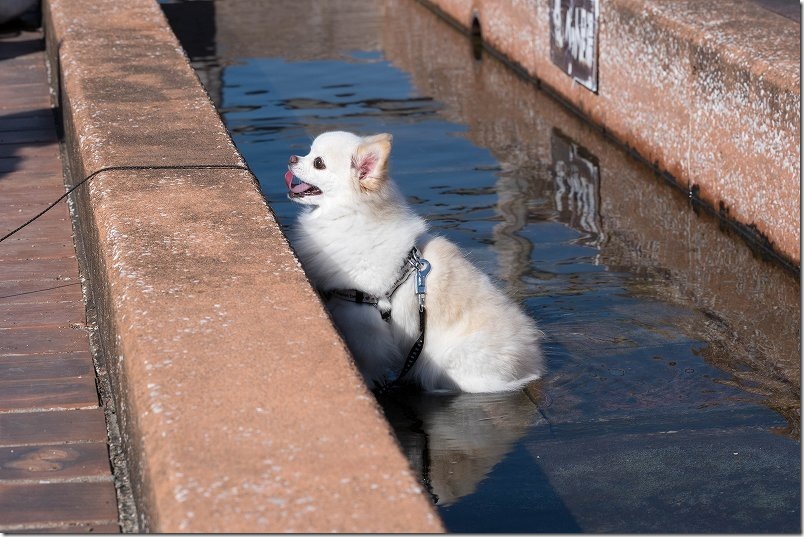 小浜温泉・ほっとふっと105のペット足湯の中で座りこんだ、こむぎ（チワワ・犬）