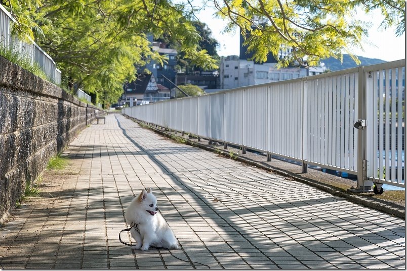 長崎・小浜温泉の路地裏へぶらぶら散策|犬と一緒に 長崎・小浜温泉の路地裏へぶらぶら散策|犬と一緒に