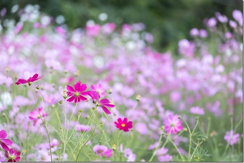 白木峰高原のコスモス畑|開花状況(10月8日) 白木峰高原のコスモス畑|開花状況(10月8日)