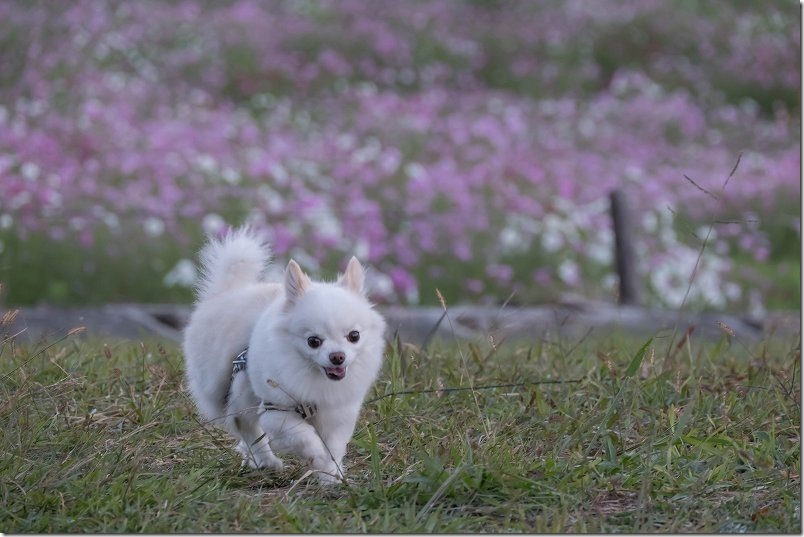 夕焼けに染まる白木峰高原のコスモス畑を犬と散策 夕焼けに染まる白木峰高原のコスモス畑を犬と散策