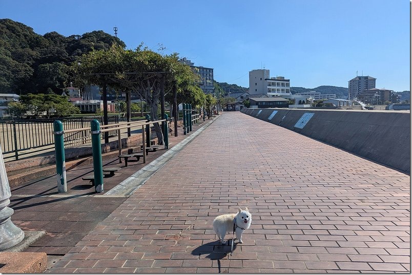 小浜温泉・105メートルの足湯「ほっとふっと105」の端まで、犬と移動