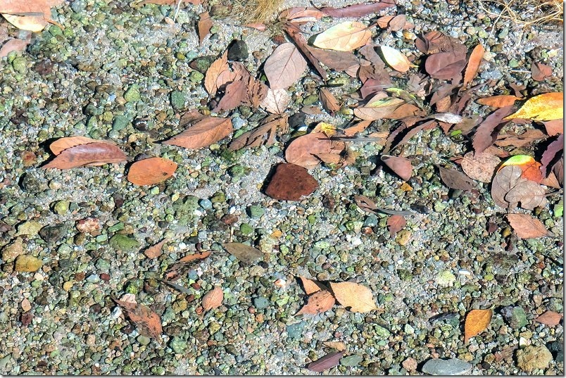 透き通った水の中を3匹の小魚が泳ぐ|長崎・小浜温泉の上の川湧水 透き通った水の中を3匹の小魚が泳ぐ|長崎・小浜温泉の上の川湧水