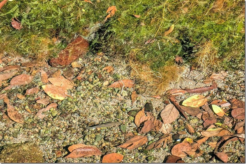 透き通った水の中を1匹の魚が泳ぐ|長崎・小浜温泉の上の川湧水 透き通った水の中を1匹の魚が泳ぐ|長崎・小浜温泉の上の川湧水
