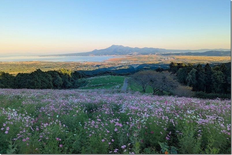 夕方の白木峰高原を訪問|山陰に入るコスモス畑 夕方の白木峰高原を訪問|山陰に入るコスモス畑