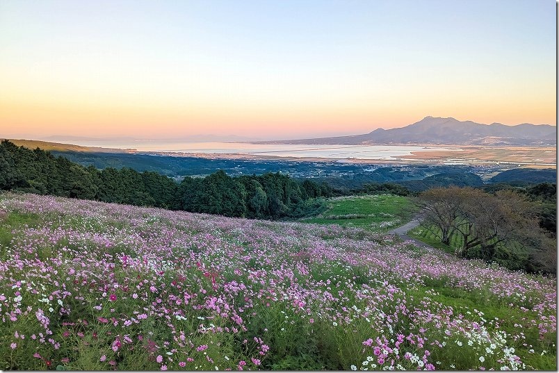 夕焼けに染まる白木峰高原のコスモス畑 夕焼けに染まる白木峰高原のコスモス畑