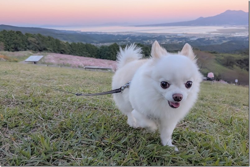 夕日に染まる白木峰高原を犬と散歩 夕日に染まる白木峰高原を犬と散歩