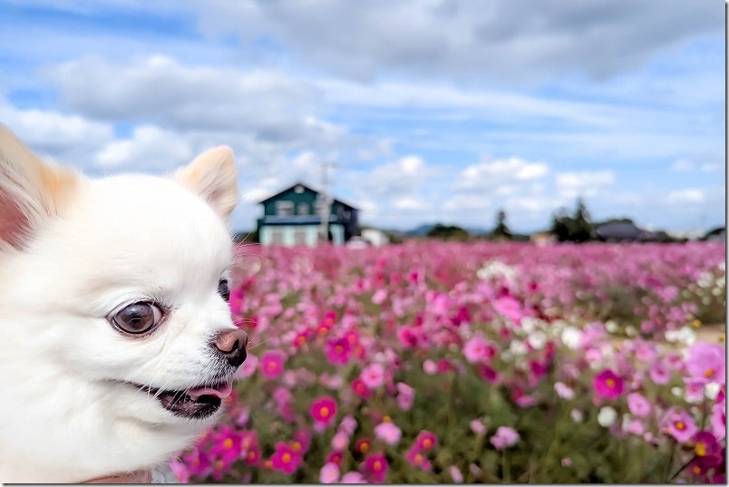 平原歴史公園のコスモス畑を犬と散策（糸島市）