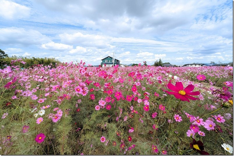 平原歴史公園のコスモスの花に囲まれて（広角で撮影）