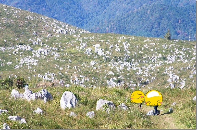 秋吉台のカルスト台地らしい景観を見ながら冠山へ｜石灰石の群生