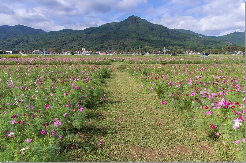 2026年10月22日時点のコスモス畑 開花状況（やよいの風公園のコスモス畑の全体像）