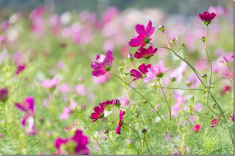 10月22日時点でコスモスは蕾の花も多い｜やよいの風公園