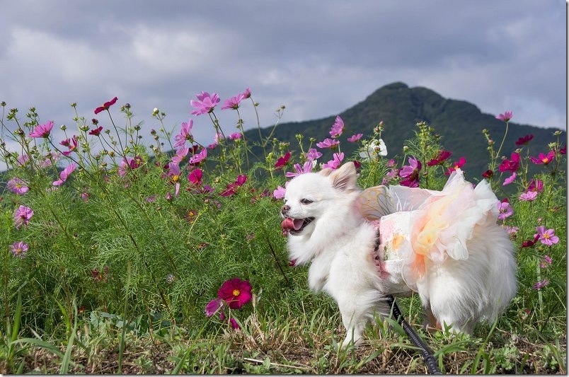 やよいの風公園のコスモス畑を犬と散策（福岡市西区）