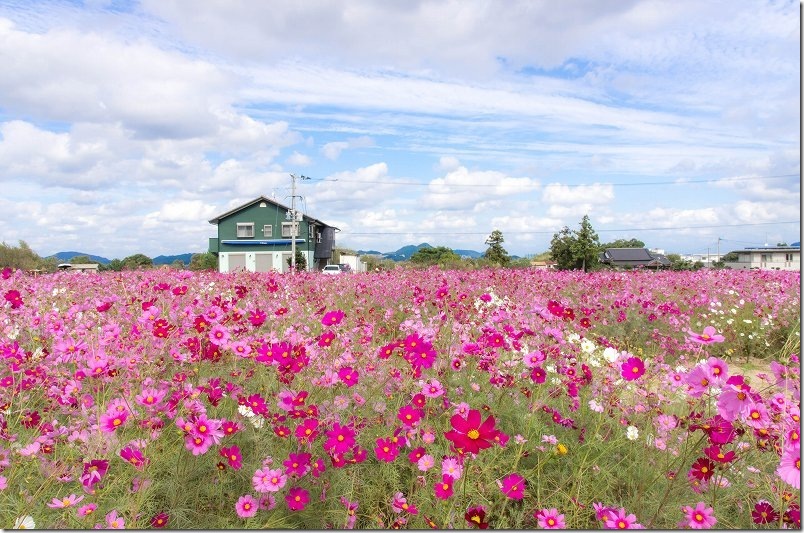 平原歴史公園の満開のコスモス畑｜糸島市