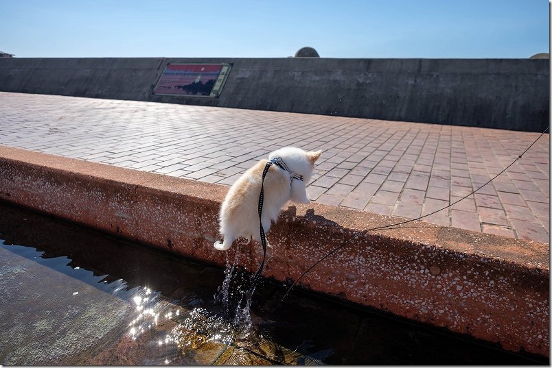 小浜温泉・ほっとふっと105のペット足湯から出てきた、こむぎ（チワワ・犬）