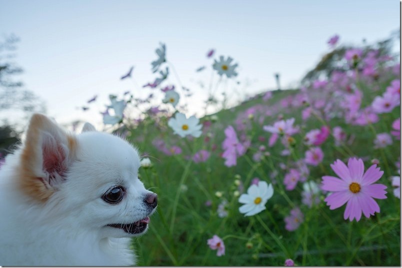 コスモスの花と犬|白木峰高原の夕方 コスモスの花と犬|白木峰高原の夕方