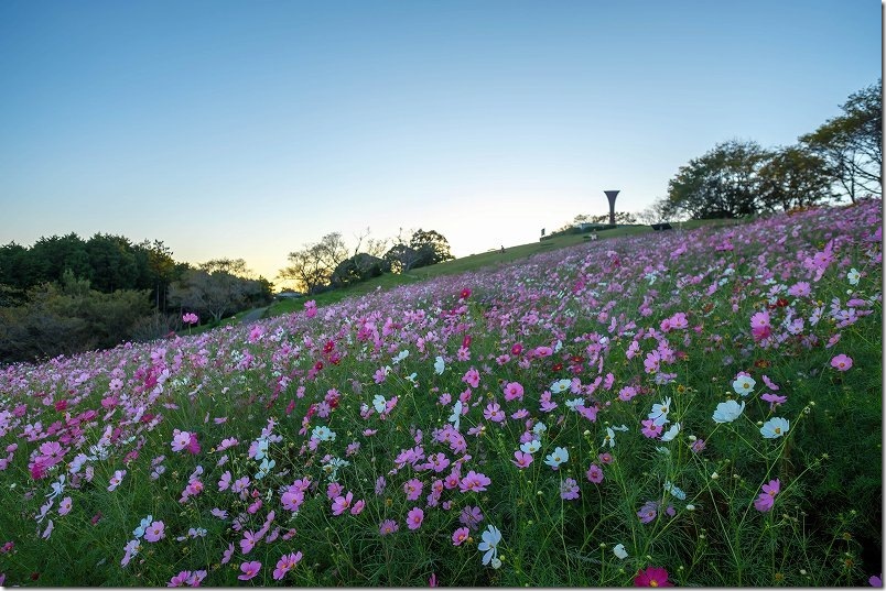 上段のコスモス畑|白木峰高原の夕日 上段のコスモス畑|白木峰高原の夕日