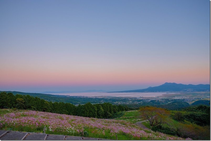 日没後約30分の白木峰高原のコスモス畑 日没後約30分の白木峰高原のコスモス畑