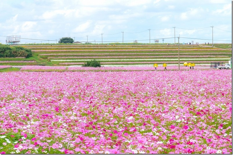 大分県中津市の「三光コスモス祭り」|約2,400万本の西日本最大級のコスモス畑 大分県中津市の「三光コスモス祭り」|約2,400万本の西日本最大級のコスモス畑