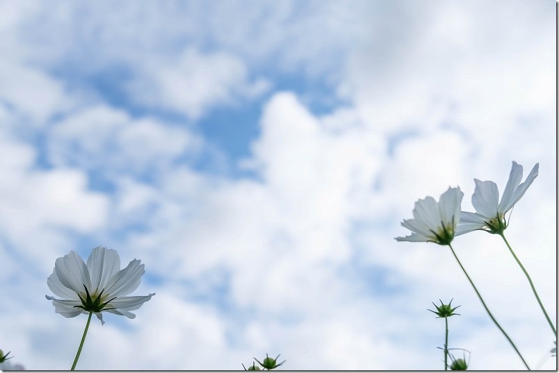 白のコスモスの花|中津・三光のコスモス畑 白のコスモスの花|中津・三光のコスモス畑