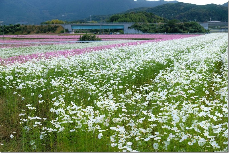 丘の下のコスモス畑|中津・三光のコスモス畑 丘の下のコスモス畑|中津・三光のコスモス畑