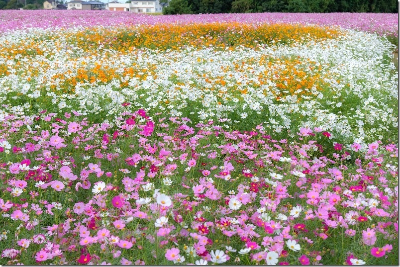 大分県中津市の三光コスモス祭り会場|色とりどりのコスモス畑 大分県中津市の三光コスモス祭り会場|色とりどりのコスモス畑