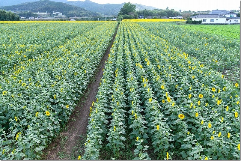 ひまわり畑を櫓の上から見渡す|中津・三光コスモス畑を散策 ひまわり畑を櫓の上から見渡す|中津・三光コスモス畑を散策