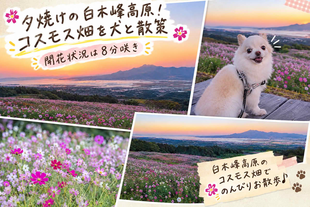 夕焼けの白木峰高原！コスモス畑を犬と散策｜開花状況は8分咲き