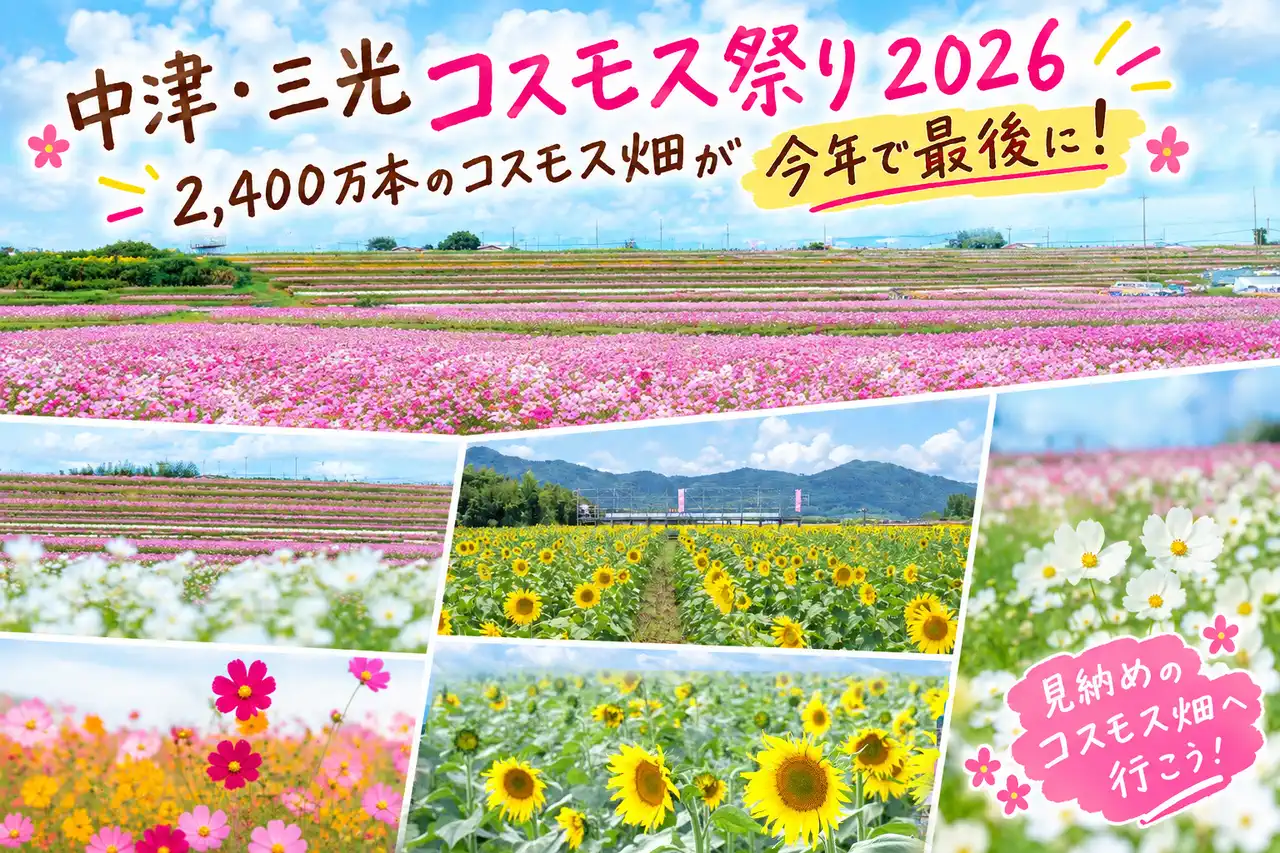 中津・三光コスモス祭り2026｜2,400万本のコスモス畑が今年で最後に！